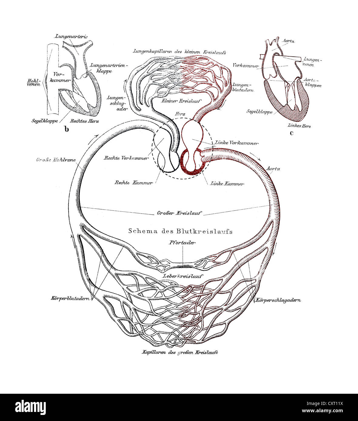 Circulatory system, anatomical illustration Stock Photo