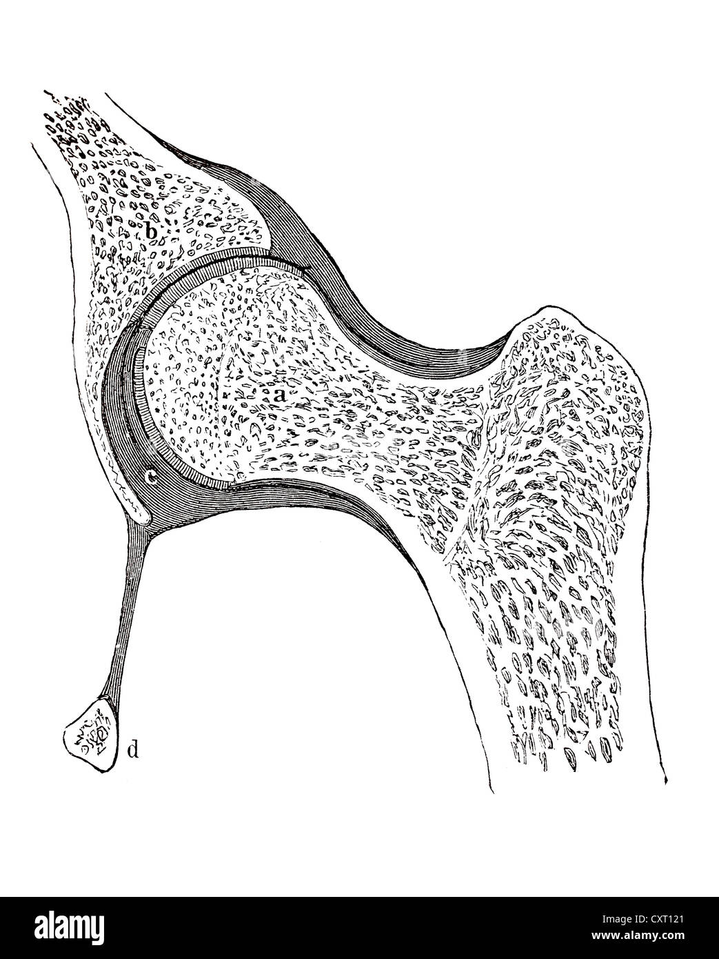 Human hip joint, anatomical illustration Stock Photo
