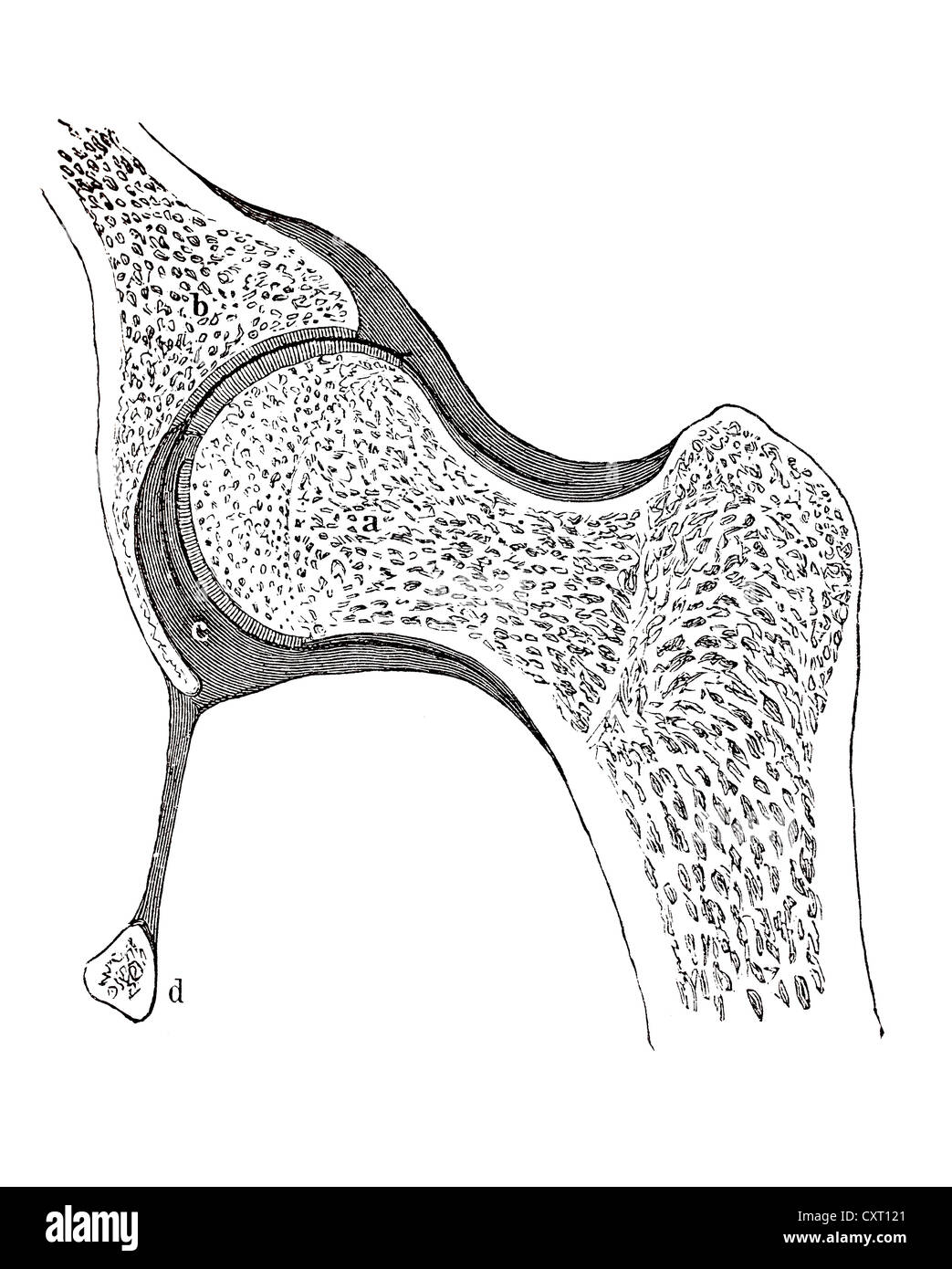 res stock photography and images Biology Diagrams