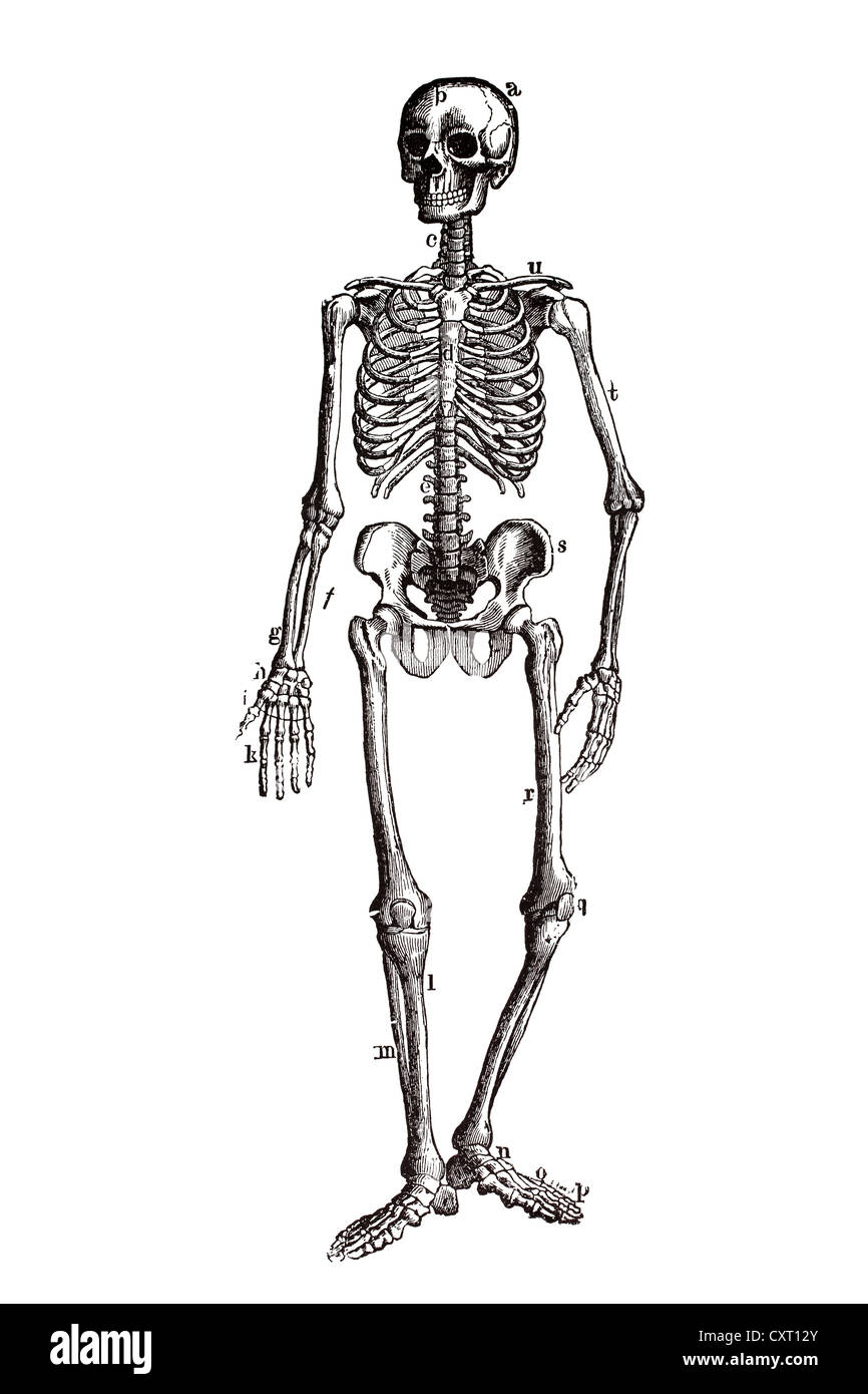 Human skeleton, anatomical illustration Stock Photo
