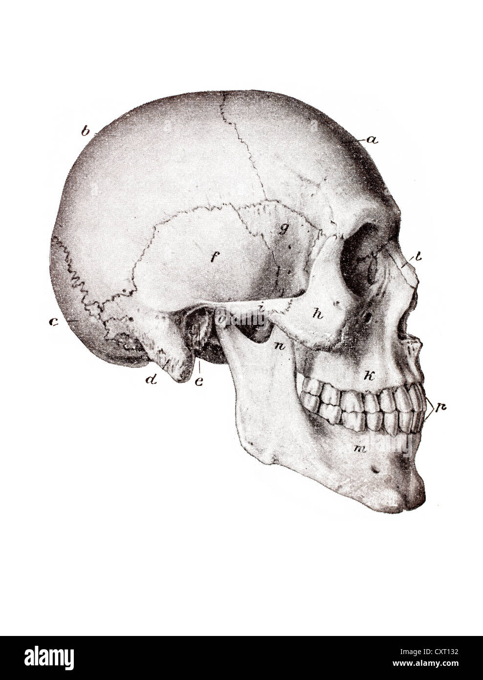 Skull of a Homo sapiens, anatomical illustration Stock Photo