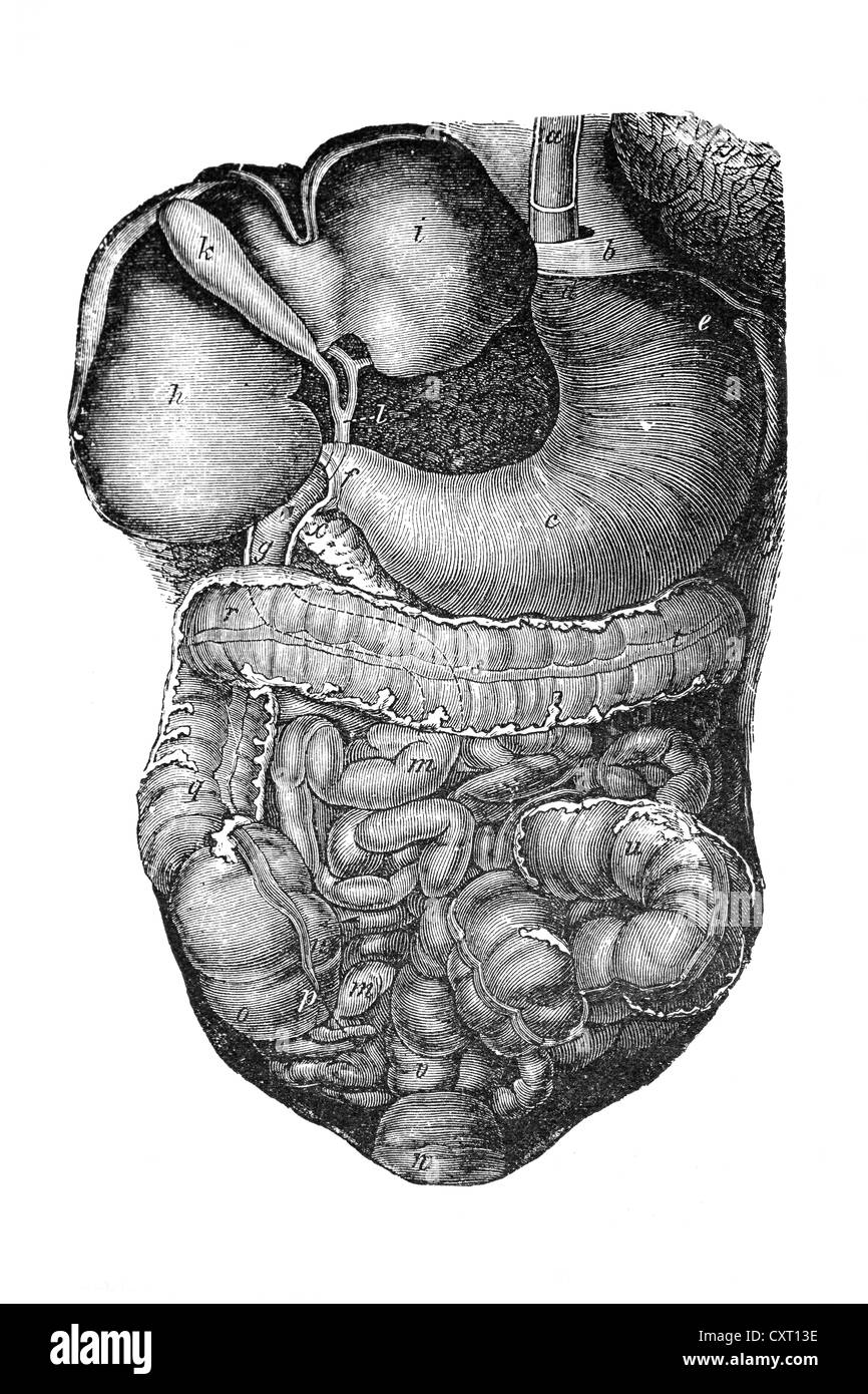 Internal organs, anatomical illustration Stock Photo