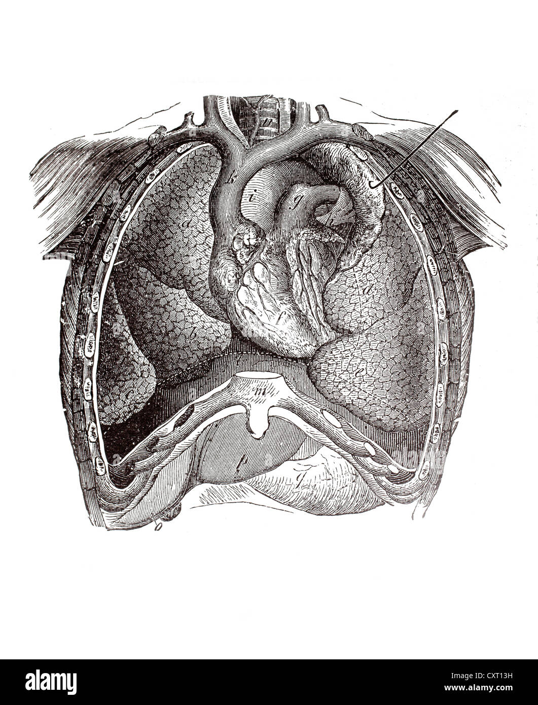 Longitudinal section of a human torso, anatomical illustration Stock Photo