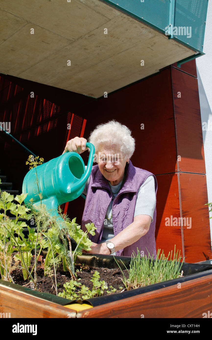 Old woman watering plants in a raised bed Stock Photo