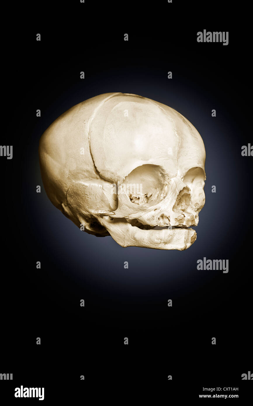 A child's skull, Homo sapiens Stock Photo