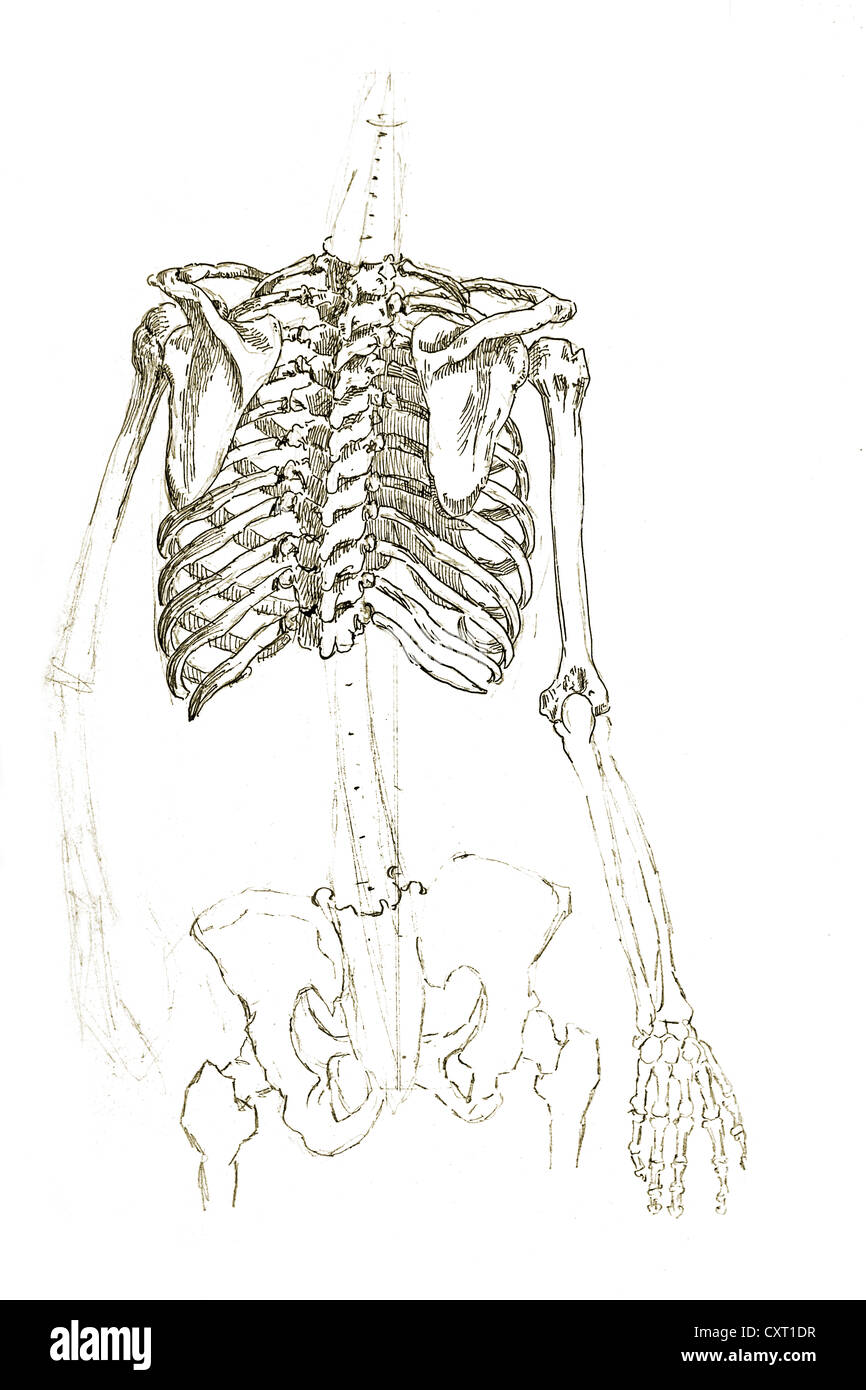 Human thorax, anatomical illustration Stock Photo