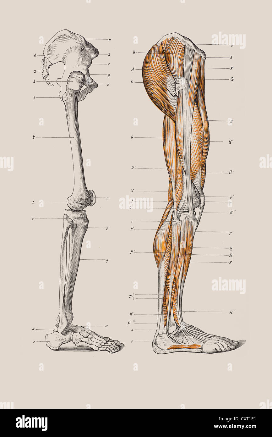 Skeleton of a human leg, anatomical illustration Stock Photo