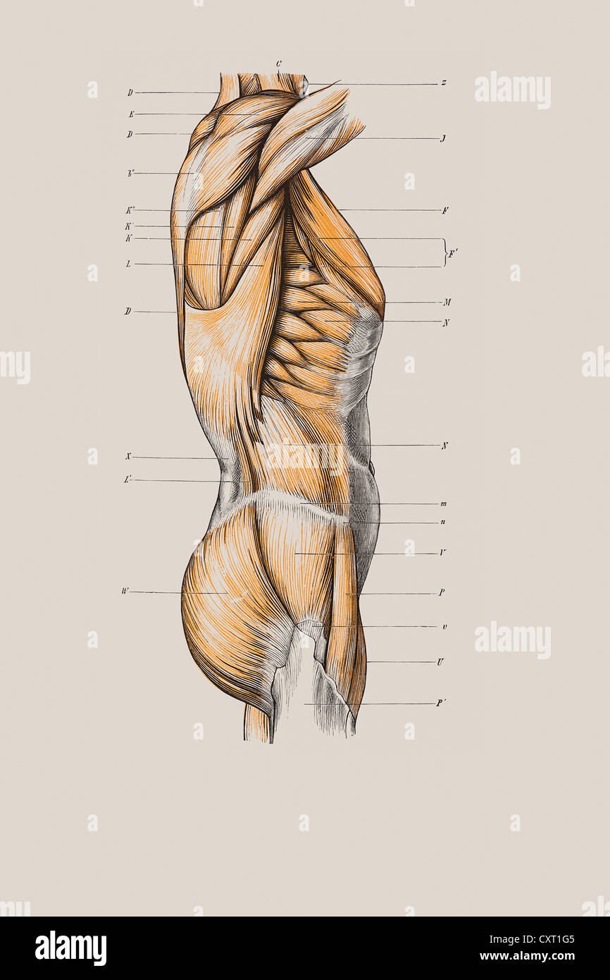 Torso Muscle High Resolution Stock Photography And Images Alamy