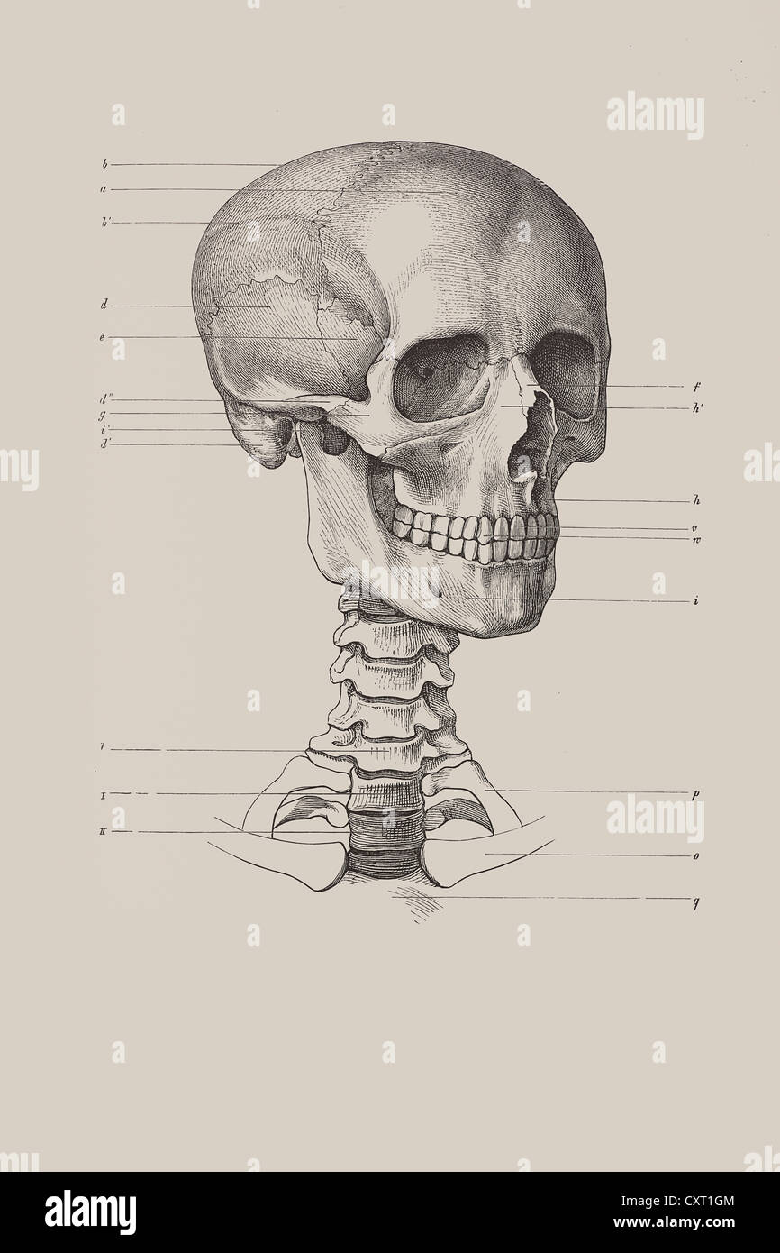 early homo skull sketch early homo skull sketch