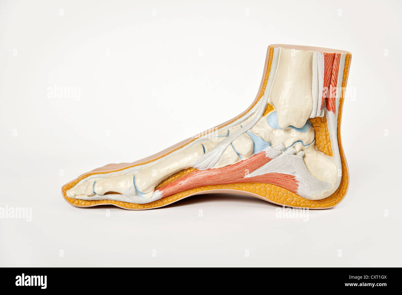 Human anatomical model hires stock photography and images Alamy