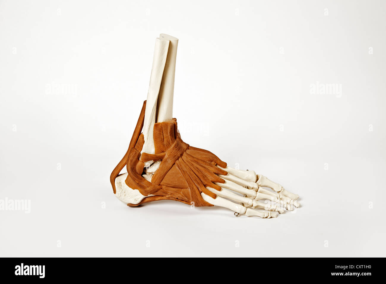 Human foot, anatomical model Stock Photo