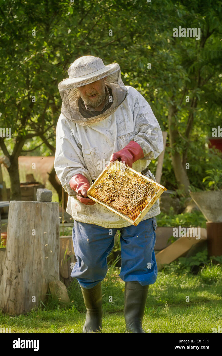 Beekeeper holding a honeycomb Stock Photo