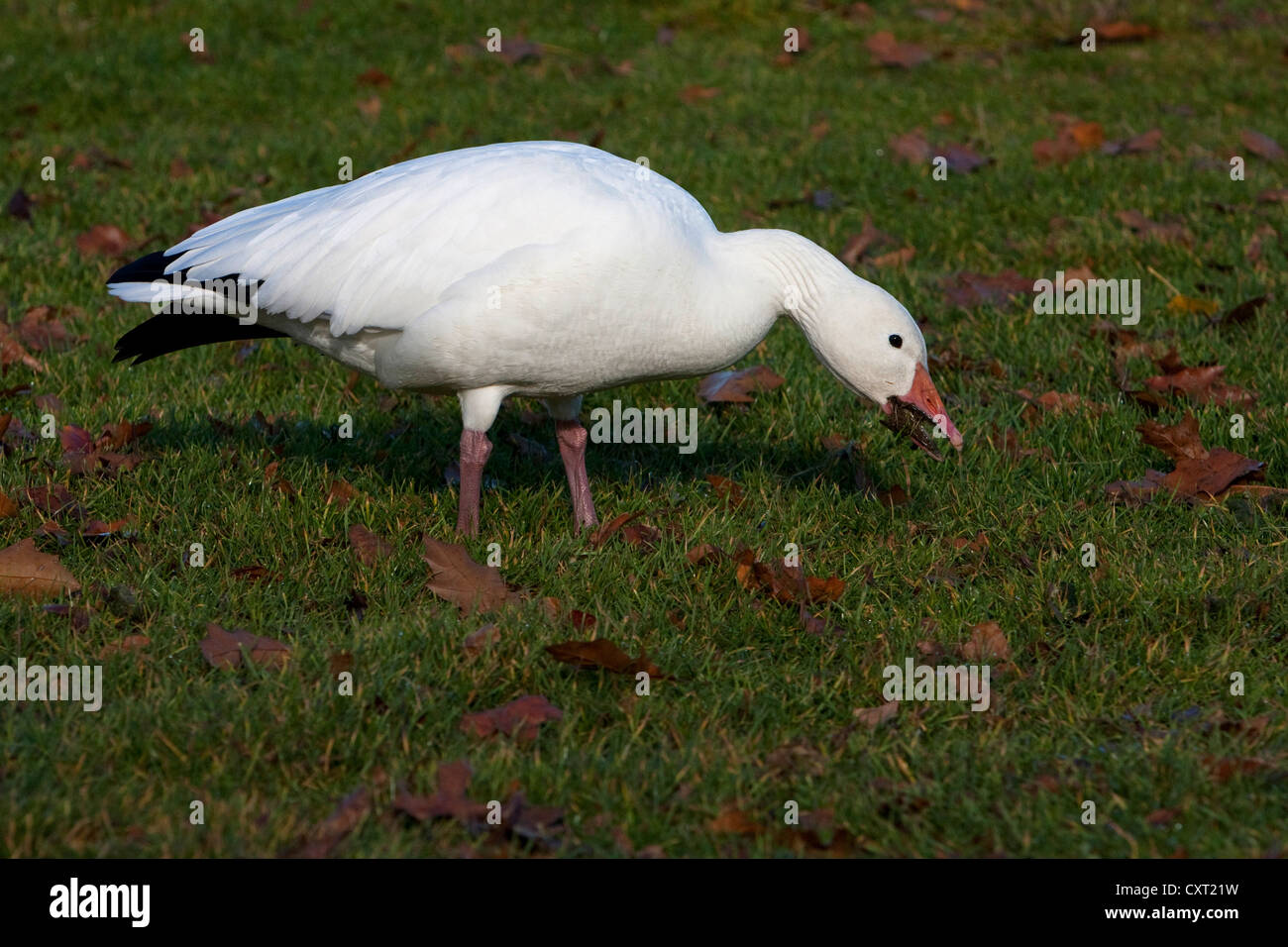 Snow Goose (Chen caerulescens) white morph feeding in the community park at Parksville, Vancouver Island, BC, Canada in November Stock Photo