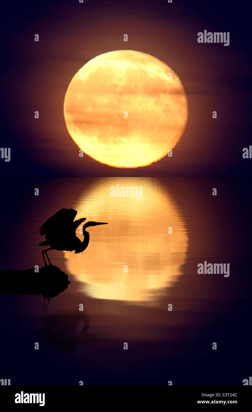 Full moon in October with reflection in water and a silhouette of a Great Blue Heron about to take off from a rock in foreground Stock Photo