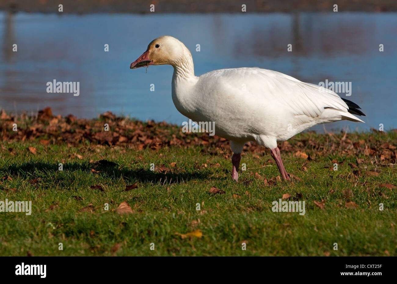 Snow Goose (Chen caerulescens) white morph feeding in the community park at Parksville, Vancouver Island, BC, Canada in November Stock Photo
