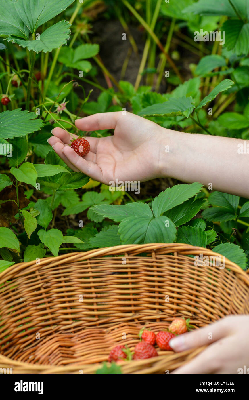 Hand picking strawberries in the garden Stock Photo Alamy