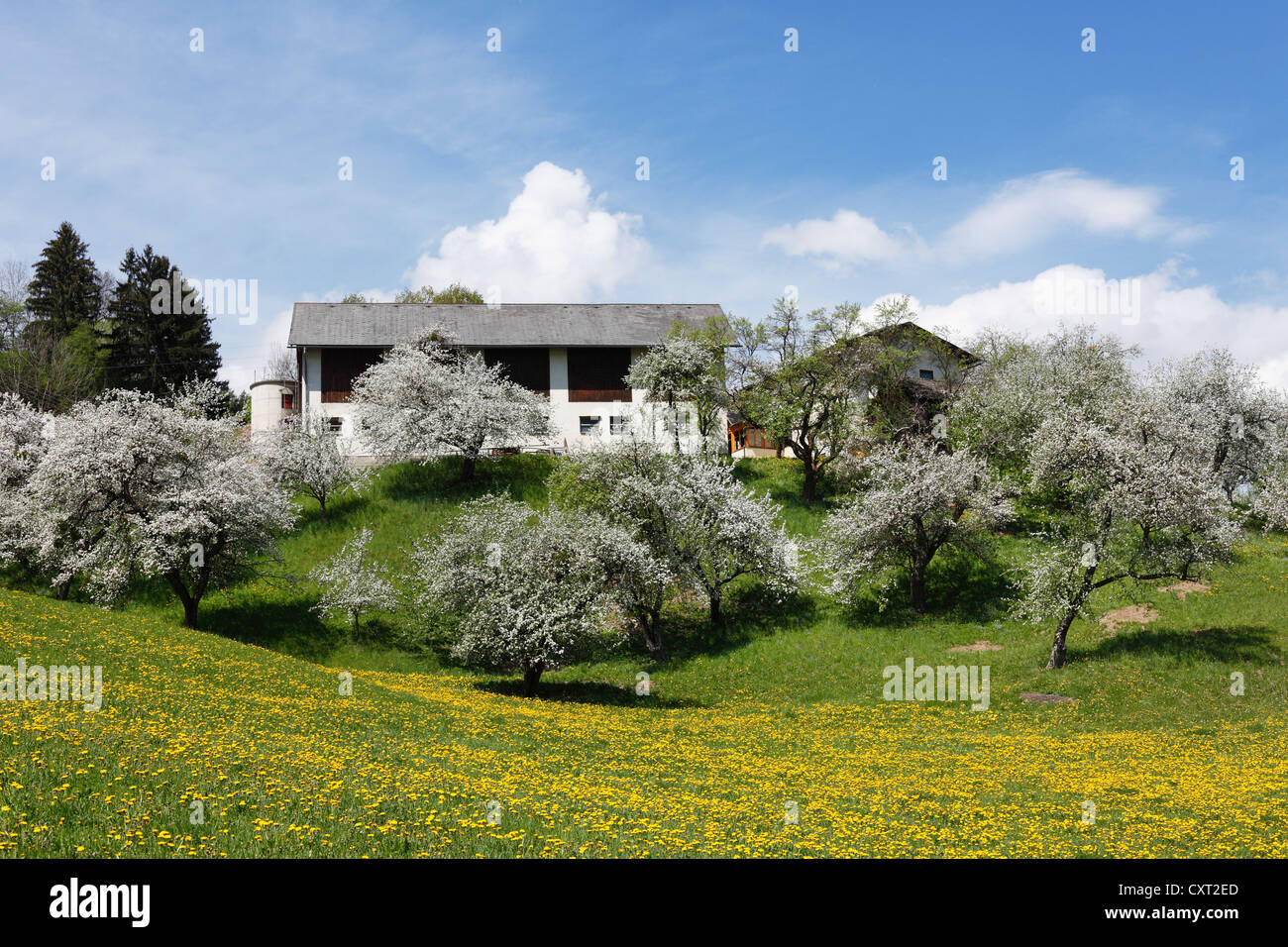 Blossoming fruit trees, wetlands near Wolfsberg, Koralpe at back, Lavanttal Valley, Carinthia, Austria, Europe Stock Photo