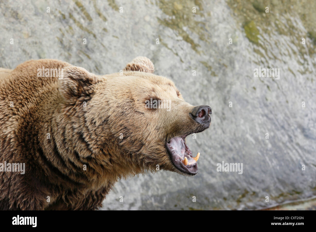 Brown bear (Ursus arctos), Cumberland Deer Park Gruenau, Salzkammergut region, Upper Austria, Austria, Europe Stock Photo