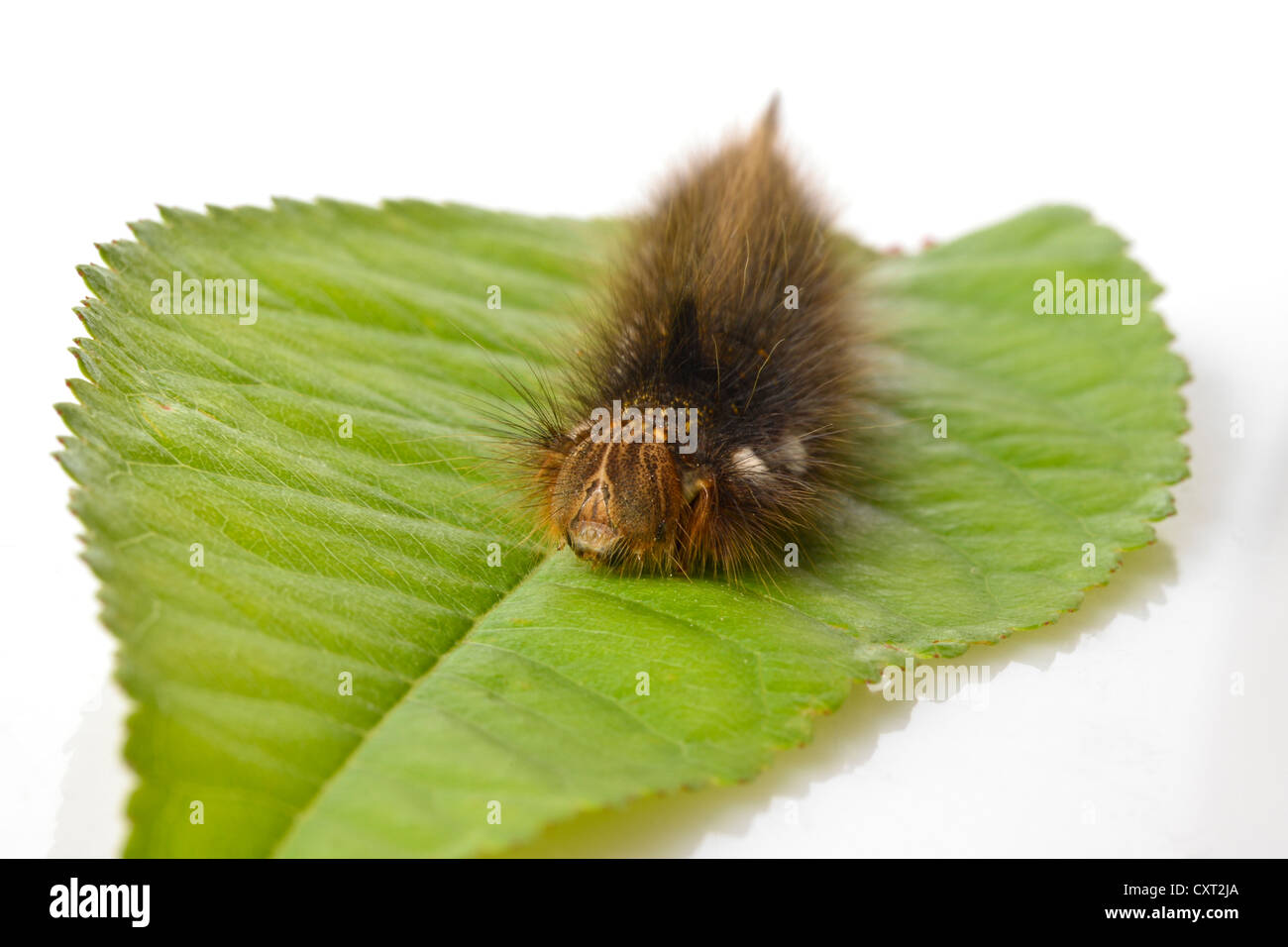 Caterpillar of The Drinker Moth (Euthrix potatoria) Stock Photo