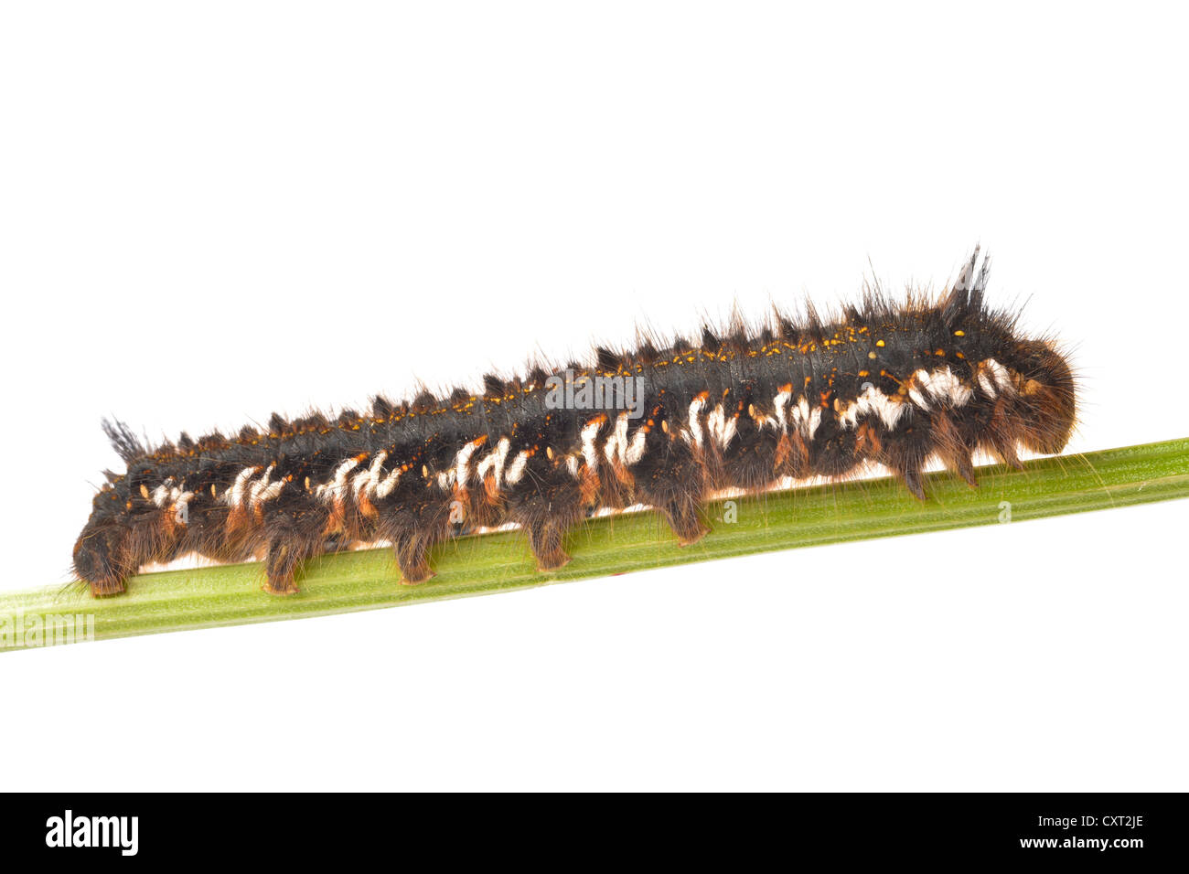 Caterpillar of The Drinker Moth (Euthrix potatoria) Stock Photo
