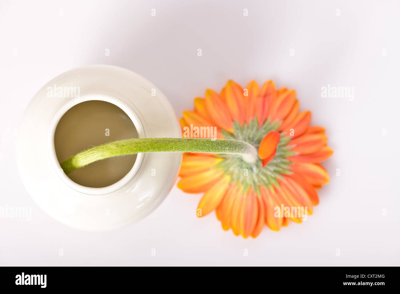 Drooping hires stock photography and images Alamy