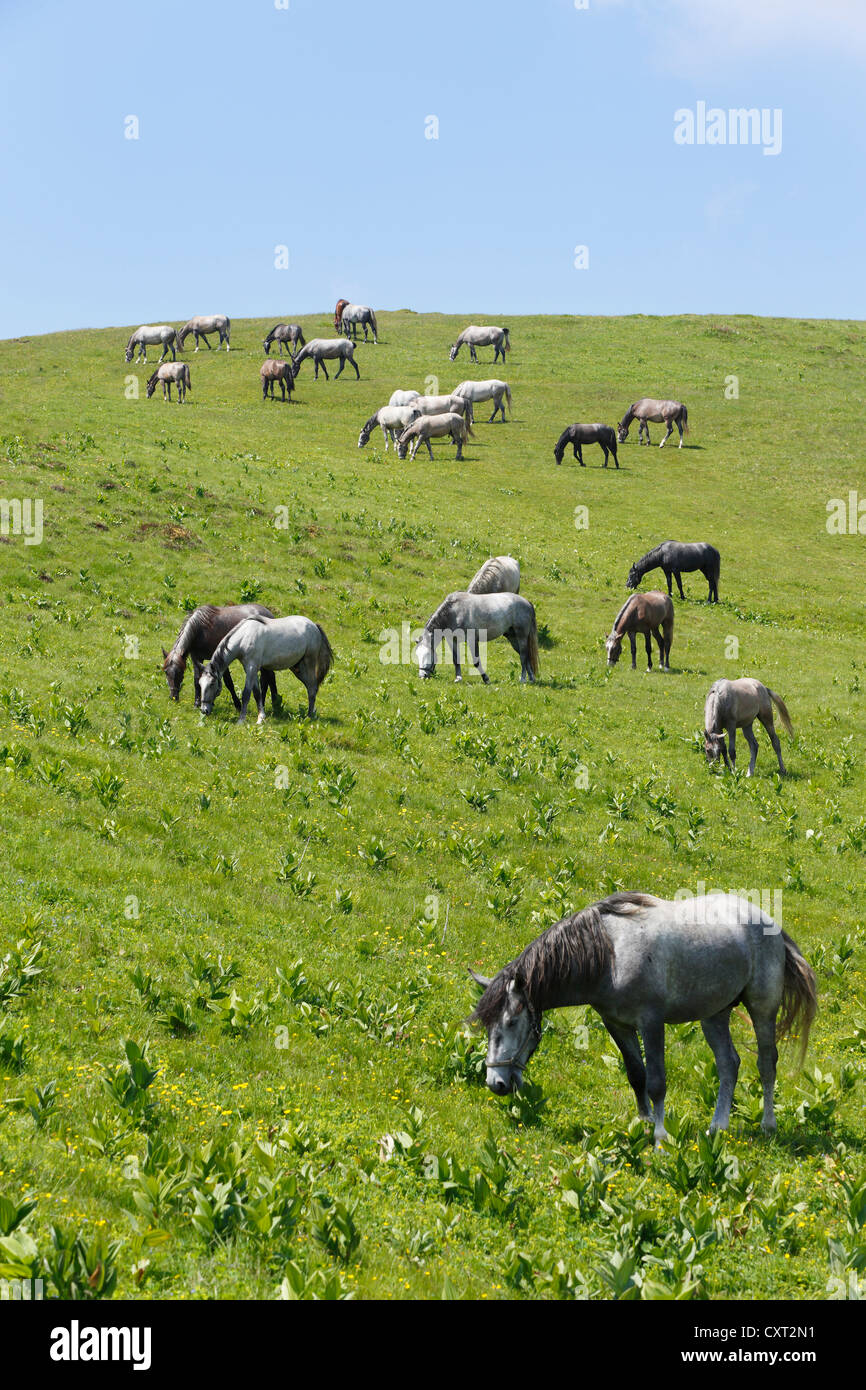 Lipizzaner horses on a summer pasture, Stubalm or Stubalpe, Styria, Austria, Europe Stock Photo