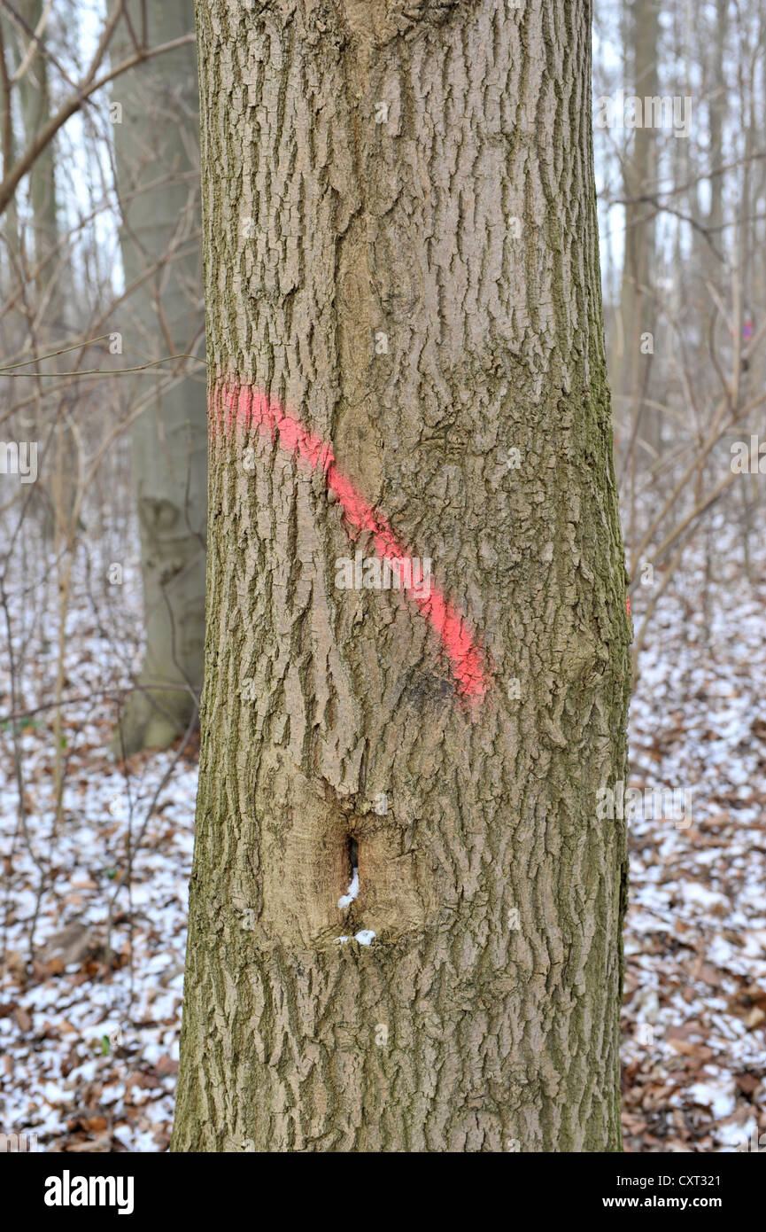 Tree trunk marked for felling Stock Photo