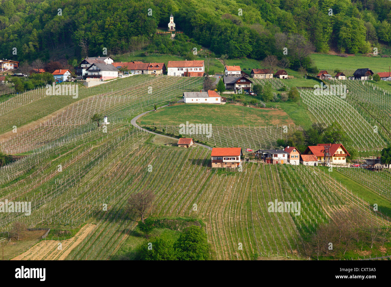 Vineyards near St. Anna am Aigen, Kloecher Wine Route, East Styria, Styria, Austria, Europe Stock Photo