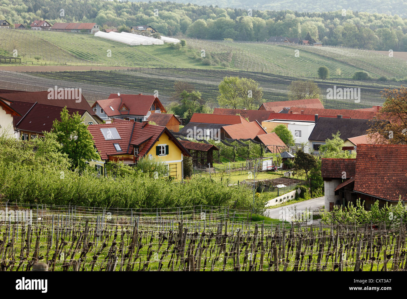Vineyards, Deutsch Haseldorf near Kloech, Kloecher Wine Route, East Styria, Styria, Austria, Europe, PublicGround Stock Photo