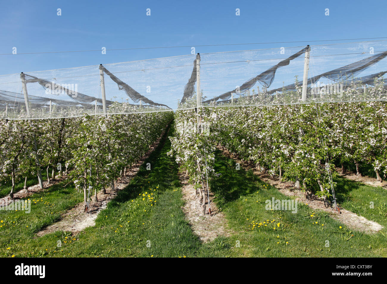 Apple orchard, apple blossom, Puch near Weiz, Mt Kulm at back, Syria, Austria, Europe, PublicGround Stock Photo