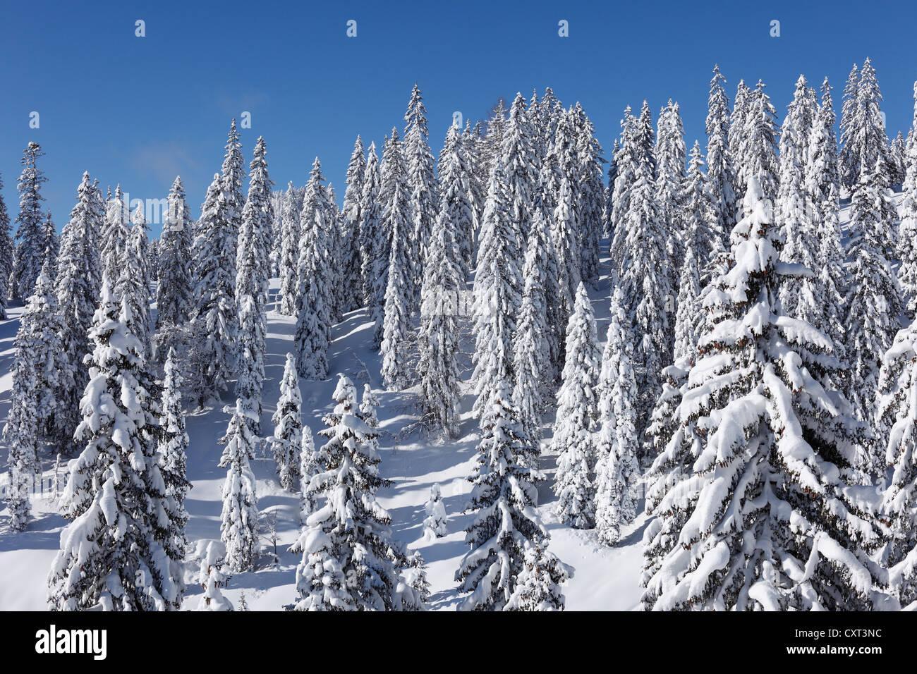 Snowy forest near Bad Mitterndorf, Ausseerland, Salzkammergut, Styria, Austria, Europe Stock Photo