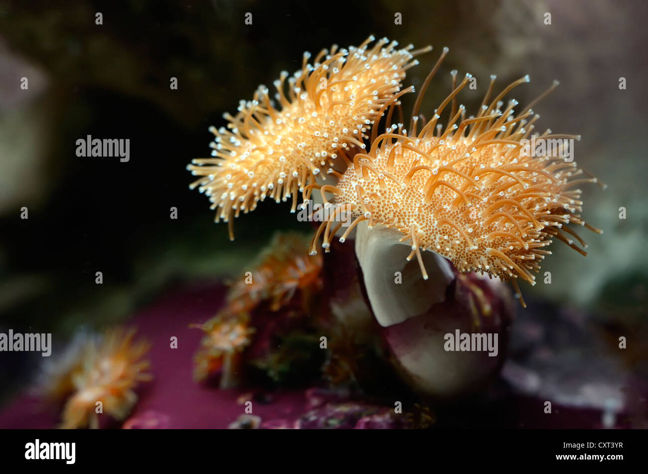 Strawberry Anemone (Corynactis californica) in an aquarium Stock Photo