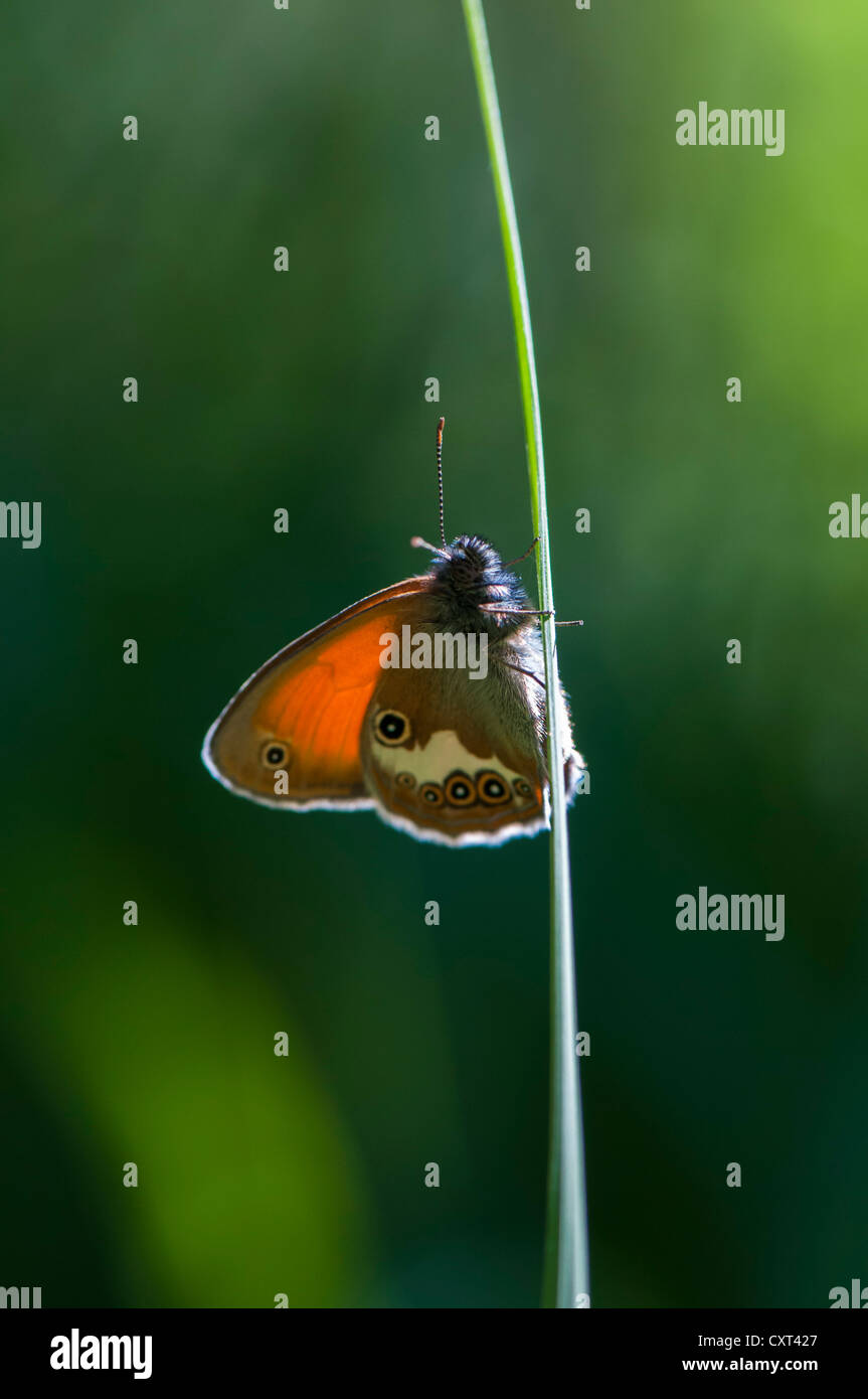 Pearly Heath (Coenonympha arcania), butterfly, Augsburg's urban forest, Swabia, Bavaria, Germany, Europe Stock Photo