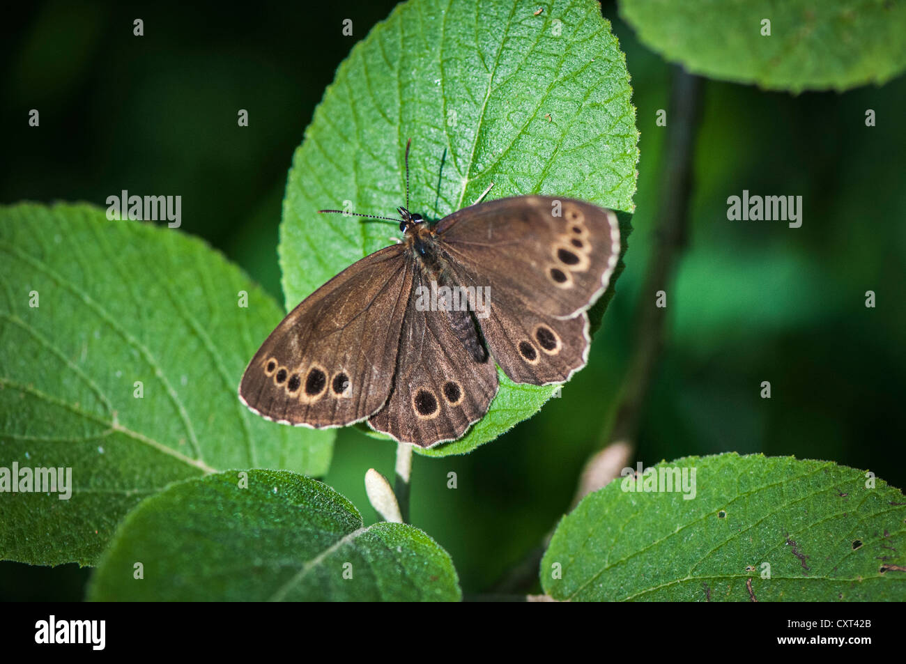 Woodland Brown (Lopinga achine), butterfly, Augsburg's urban forest, Swabia, Bavaria, Germany, Europe Stock Photo