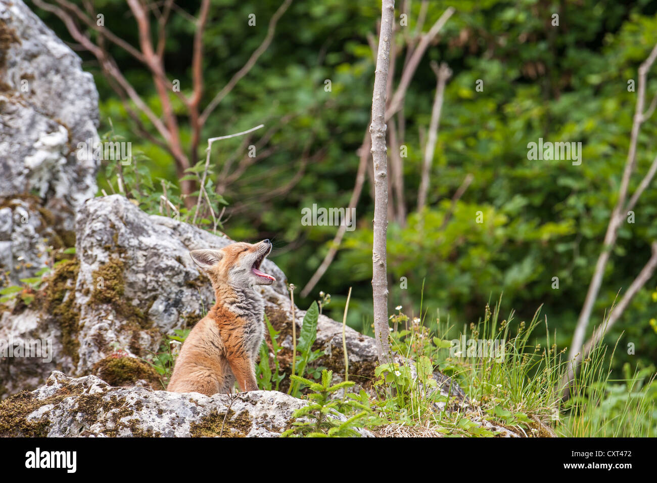 Red fox (Vulpes vulpes), cub, near Noerdlingen, Bavaria, Germany, Europe Stock Photo