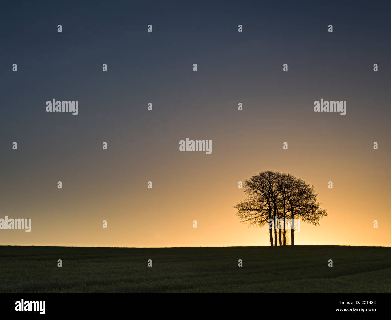 Landscape with trees at sunrise, near Dasing, Bavaria, Germany, Europe Stock Photo
