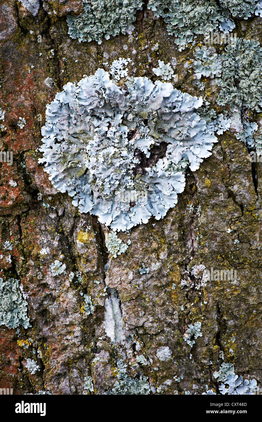 Lichen species (Parmelia tiliacea), Augsburg, Swabia, Bavaria, Germany, Europe Stock Photo