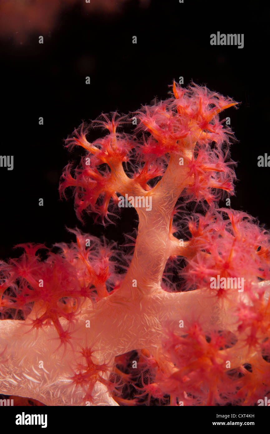 Soft coral (Dendronephthya sp.), Cebu, Philippines, Pacific Ocean Stock Photo
