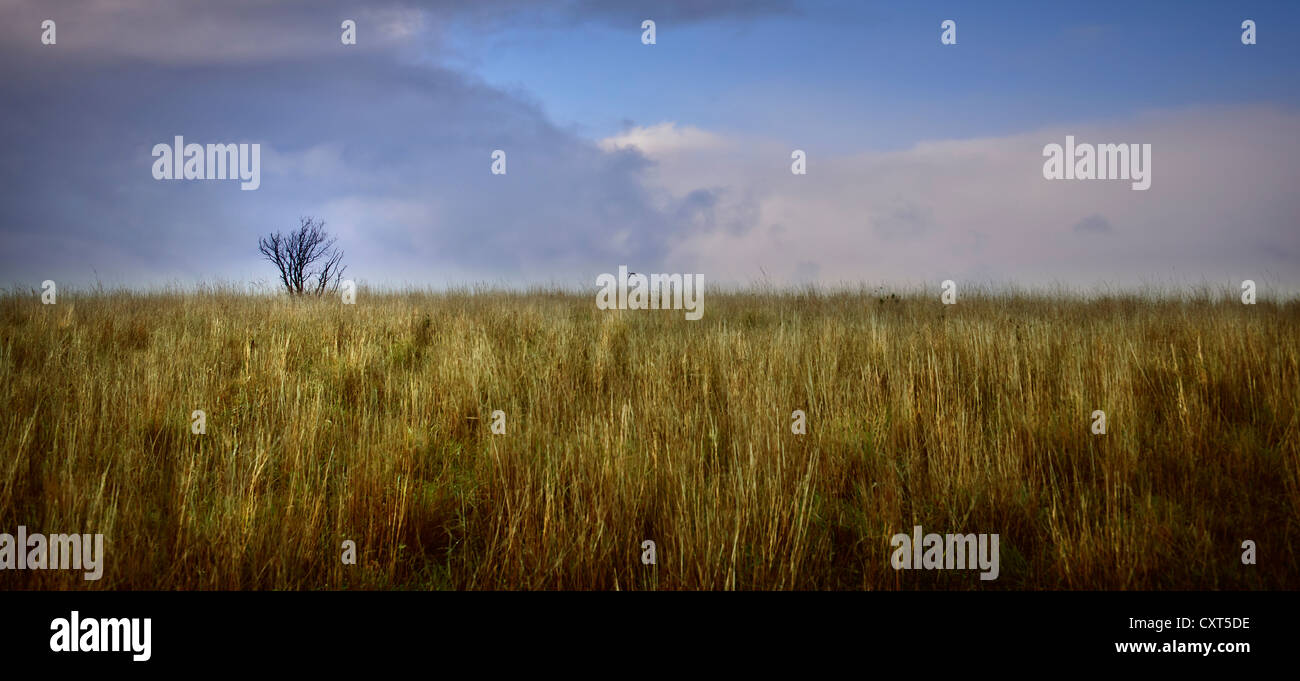 Lone tree in corn field hi-res stock photography and images - Alamy