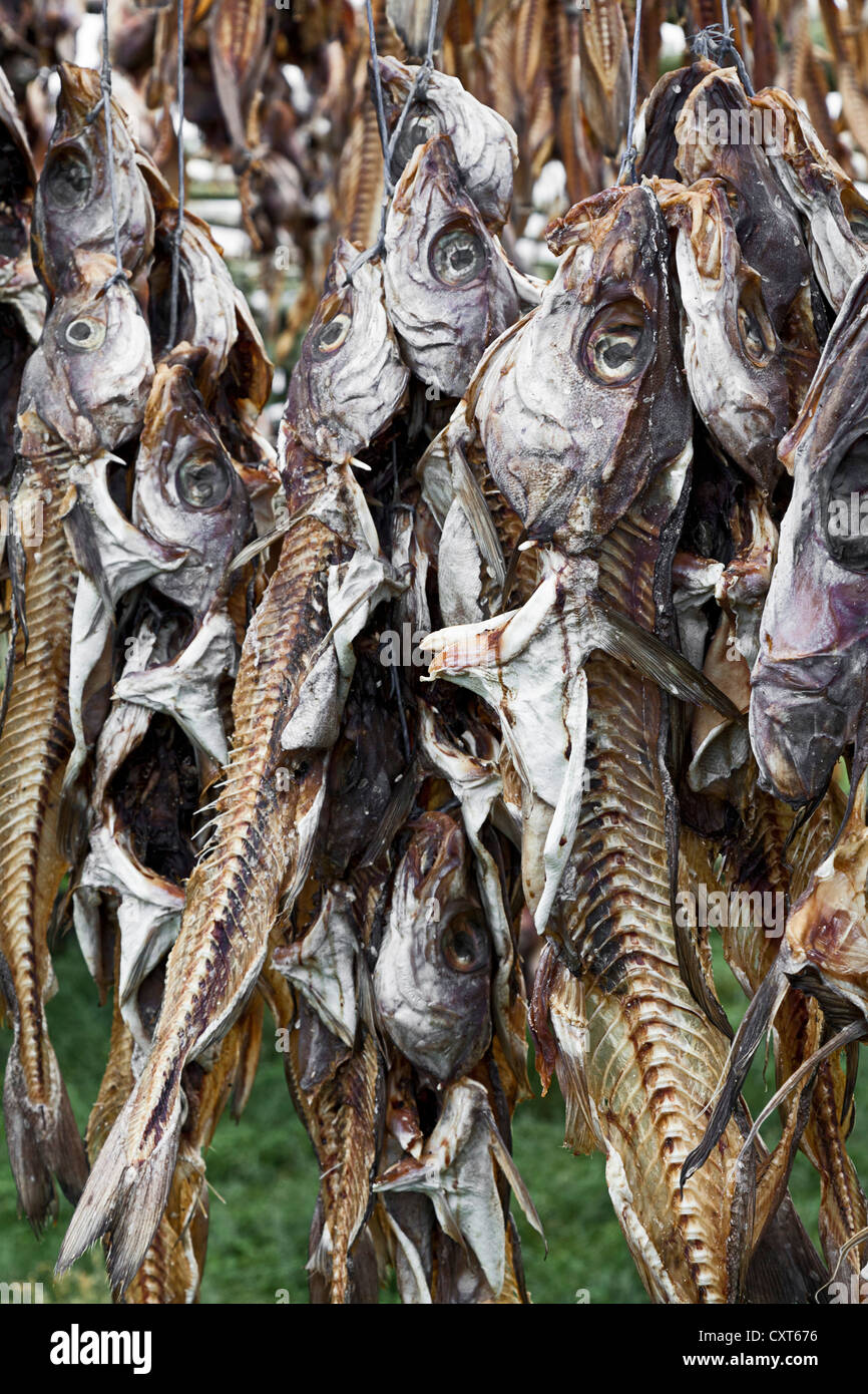 Dried fish iceland hires stock photography and images Alamy