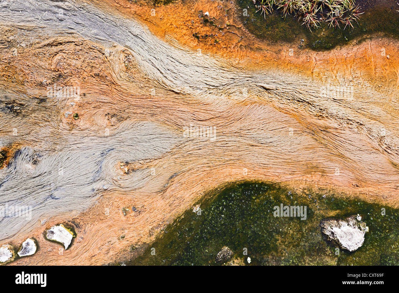Detail of structures formed by algae, coloured minerals and water in the geothermal area of , Highlands of Iceland, Europe Stock Photo