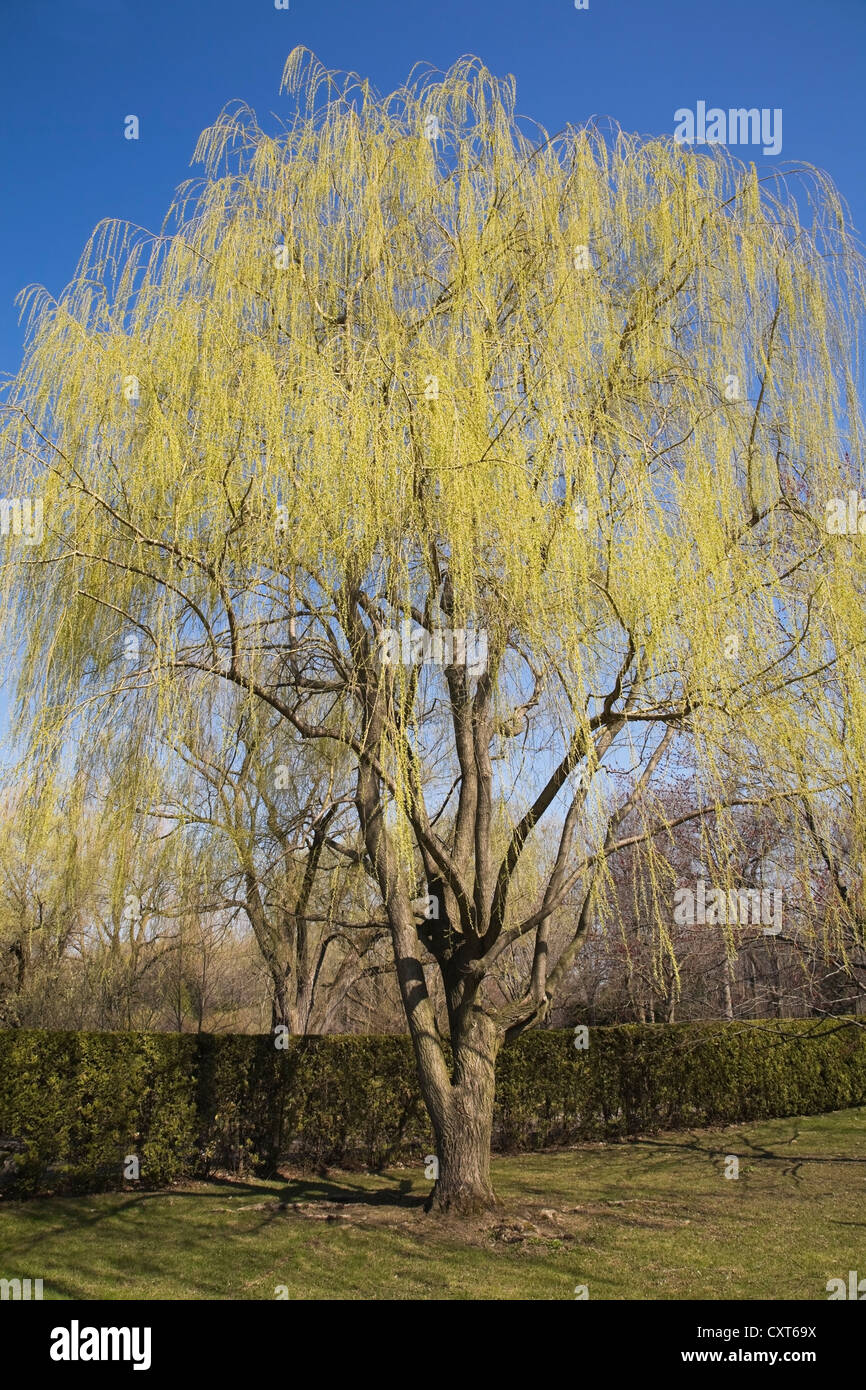 Weeping Golden Willow tree (Salix at springtime, Montreal