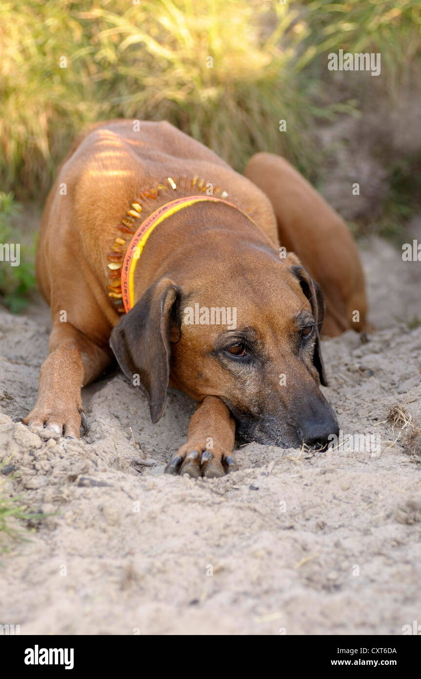 Rhodesian Ridgeback lying in the sand Stock Photo