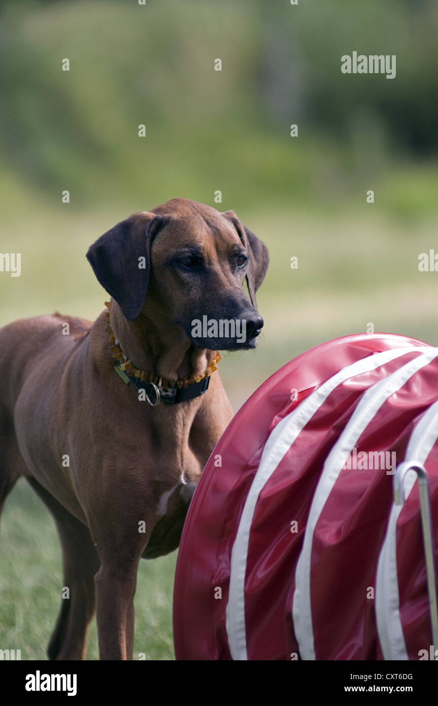 Rhodesian Ridgeback facing agility tunnel Stock Photo - Alamy