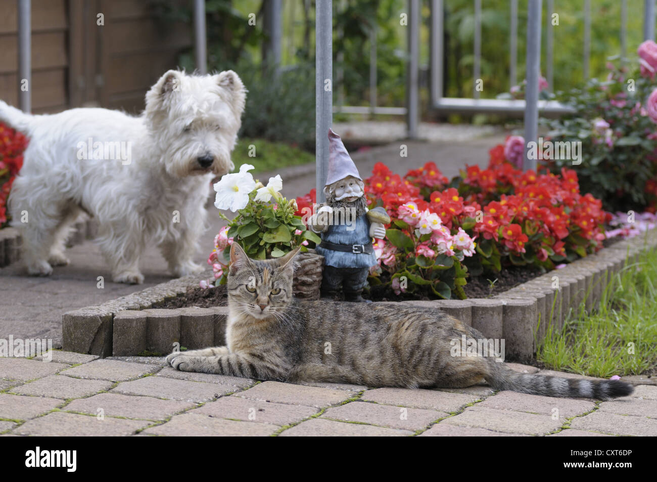 Tabby cat lying in the garden in front of a garden gnome and a flower bed, West Highland Terrier at back Stock Photo
