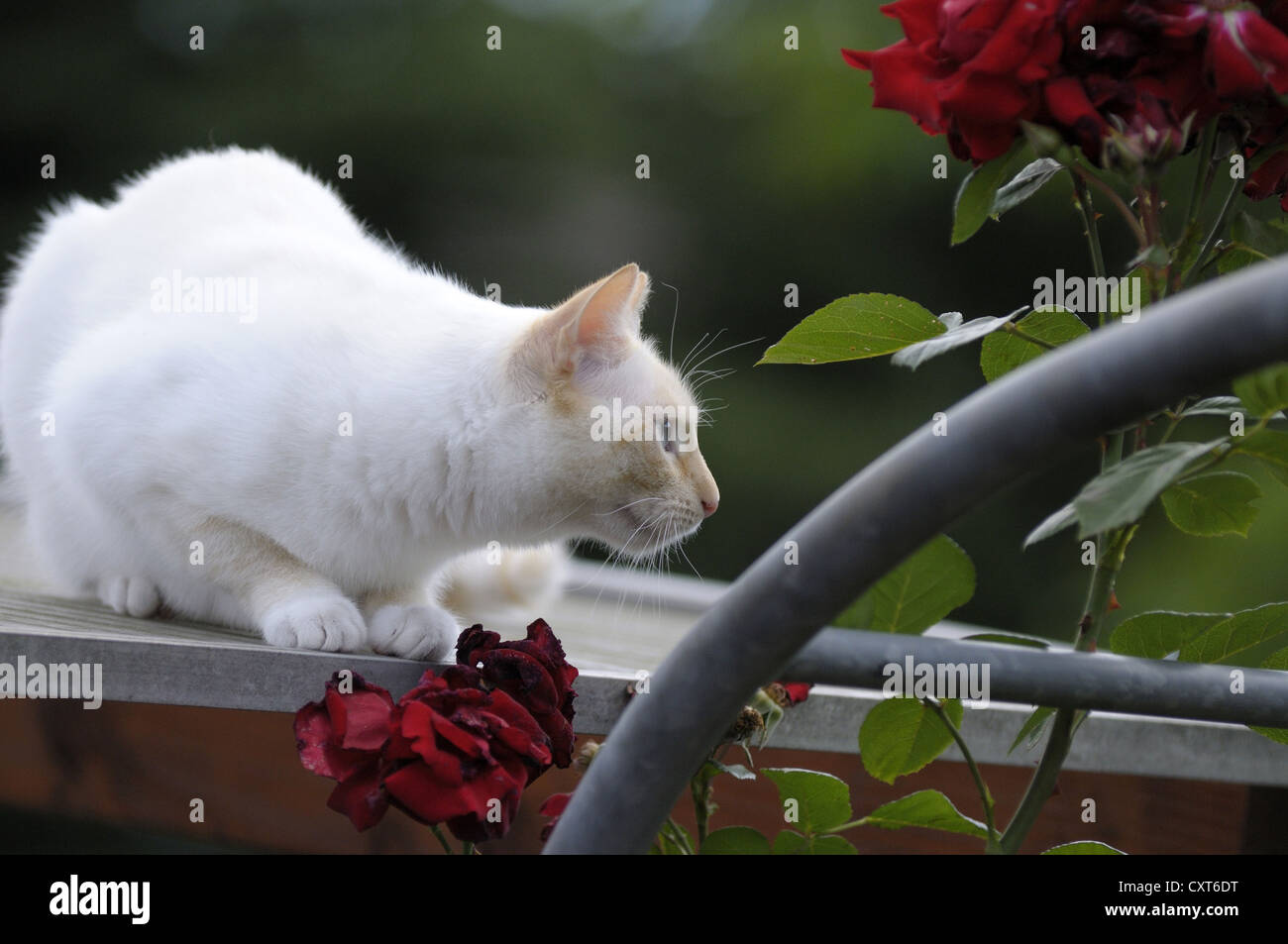 Thai cat lying on the roof next to a rose arch Stock Photo