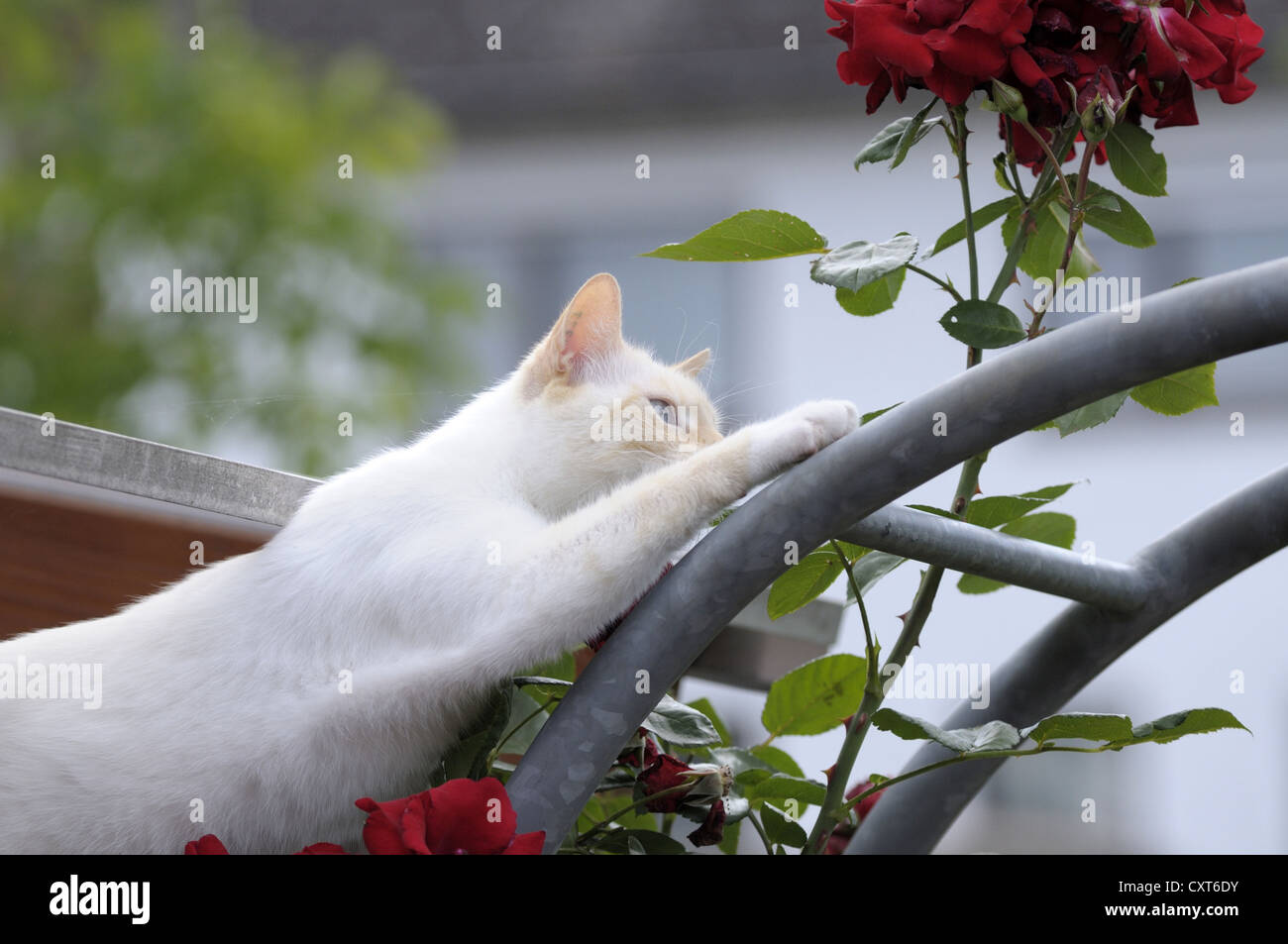 Thai cat climbing a rose arch Stock Photo