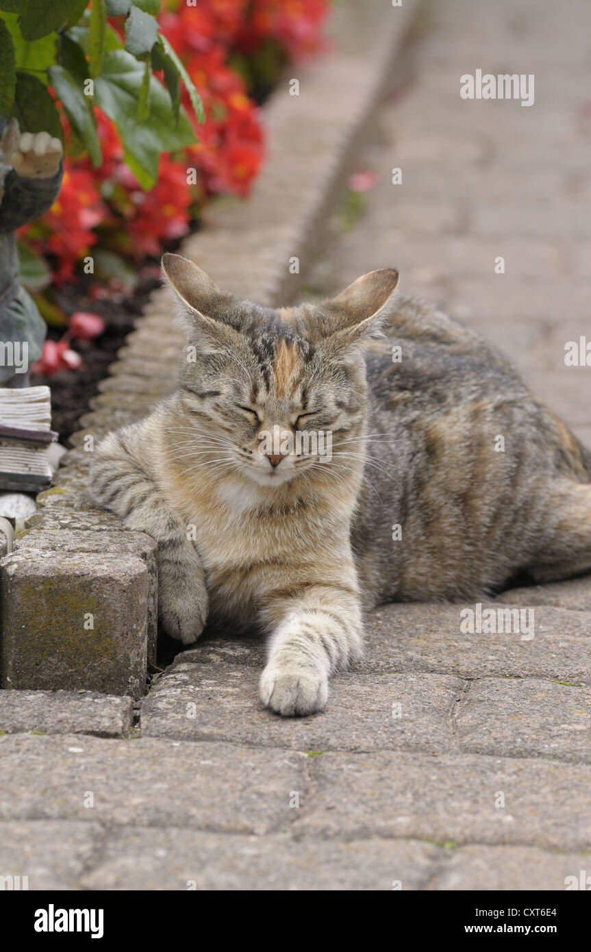 Tabby cat lying next to a flower bed, eyes closed Stock Photo