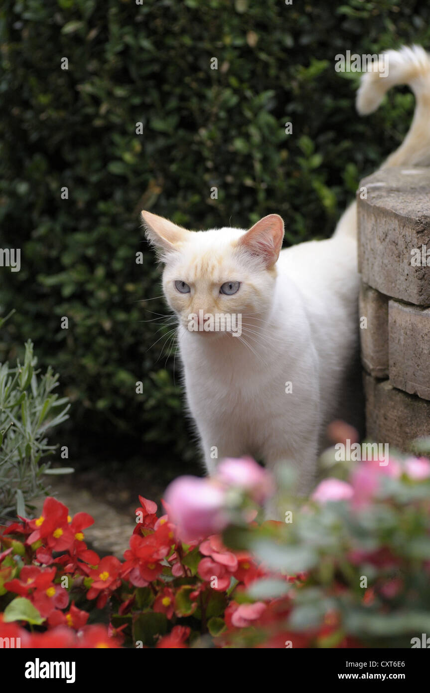 Thai cat standing in the garden Stock Photo