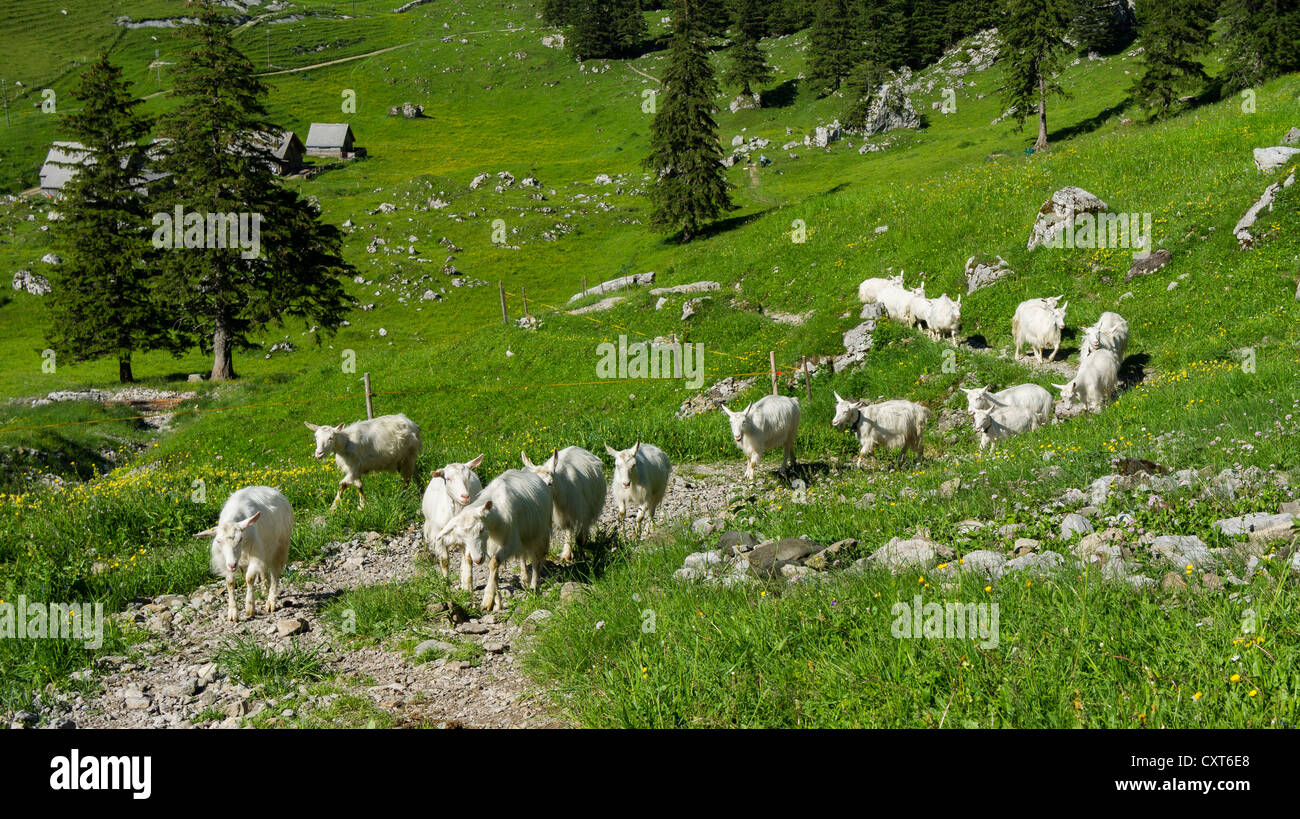 Goats at the Schrennenweg hiking trail, Alpstein range, Canton of St Gallen, Switzerland, Europe Stock Photo